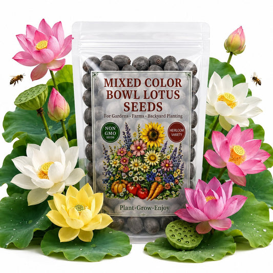 50 Mixed Color Bowl Lotus Seeds for Ponds & Container Gardens